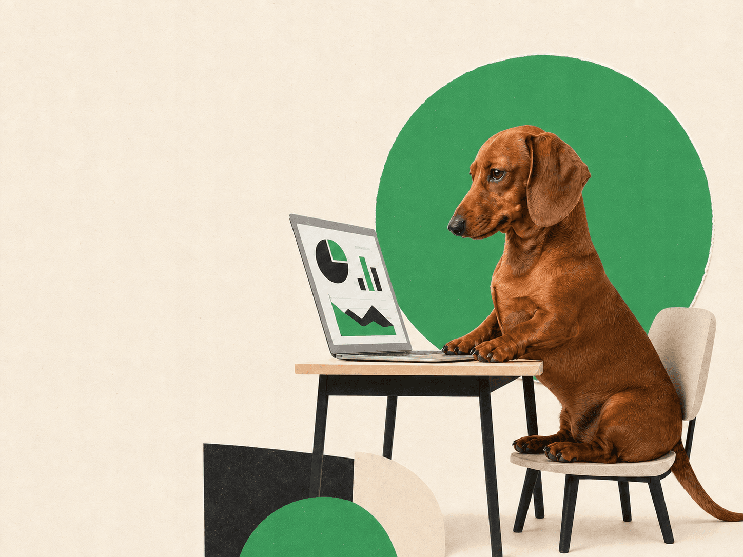 A dachshund reviewing option charts on a laptop